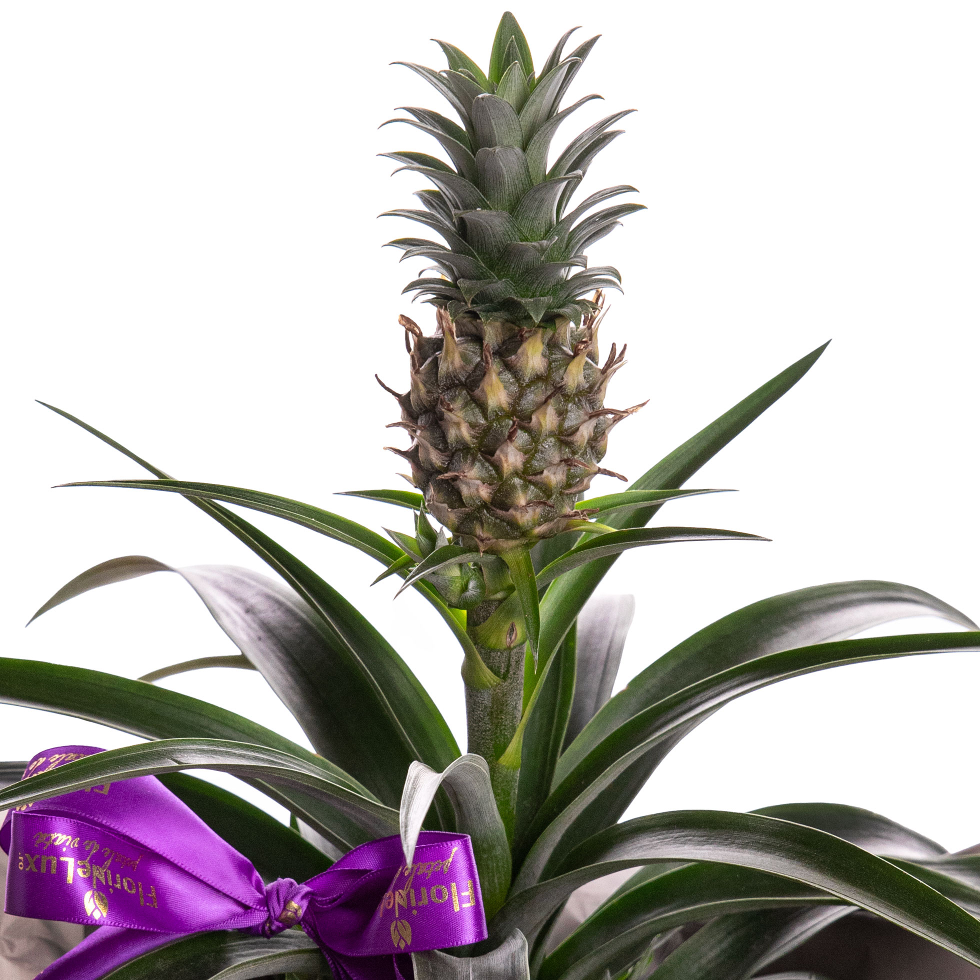 Ananas decorativ cadou